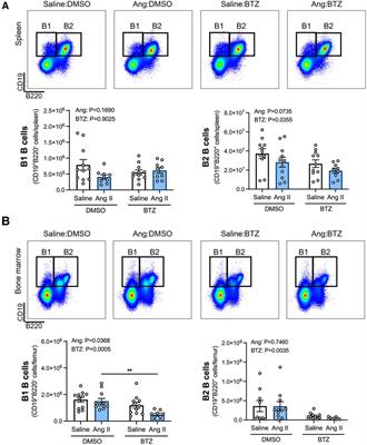 Proteasome inhibition reduces plasma cell and antibody secretion, but not angiotensin II-induced hypertension